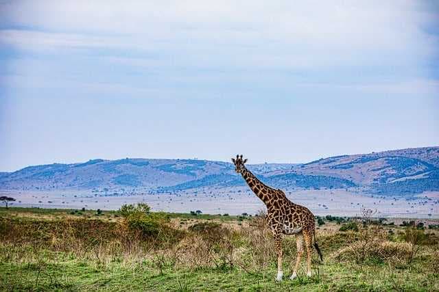 Combinados de Kenia y Tanzania